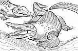 Crocodile Coloring Pages Alligator Realistic Animal Animals Print Designs Children sketch template