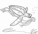 Tartaruga Marinha Meduse Tartarughe Liuto Tortue Desenho Luth Jellyfish Disegno Turtle Leatherback Stampare sketch template
