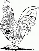 Rooster Coloring Pages Print Year Part Library Clipart sketch template