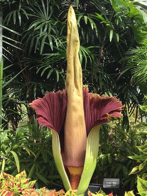 aloha  hawaii  rare giant corpse flower  foster botanical