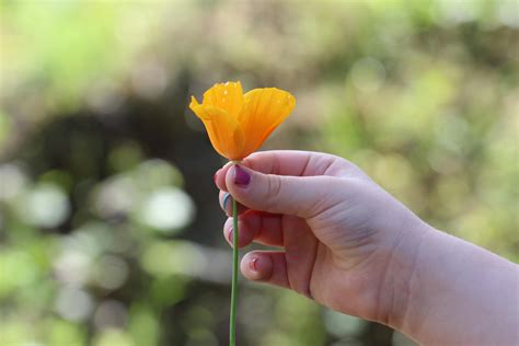 human hand holding  yellow petaled flower  stock photo