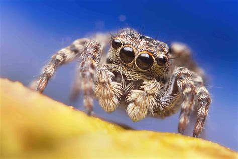 jumping spider facts    cute   factsnet