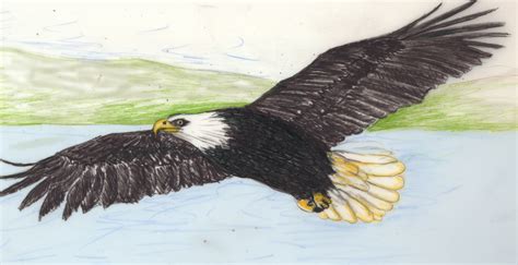 bald eagle flying drawing  getdrawings