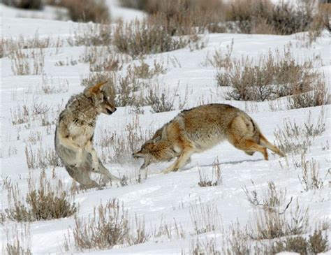 coyote wild wind images
