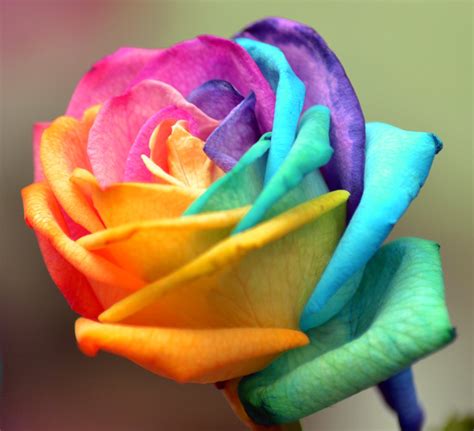 coloured rose stock photo freeimagescom