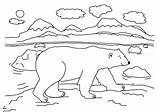 Coloring Arctic Polar Animals Bear Walking Around Sheets Pages Color Kids Template sketch template