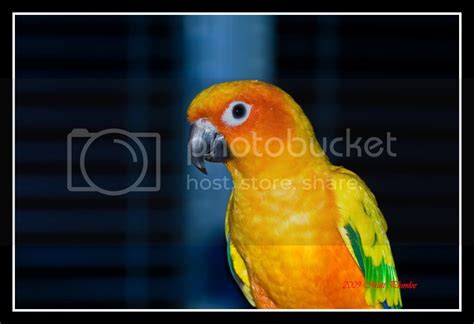 sun conure parrot forum parrot owners community