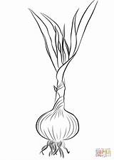 Garlic Coloring Pages Drawing Printable Getdrawings Categories Supercoloring sketch template
