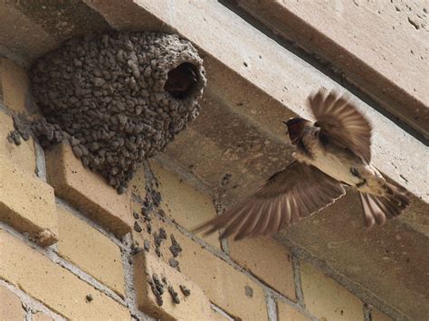 capt mondos photo blog blog archive nesting swallows