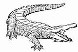 Alligator Animals Coloring Drawings sketch template