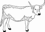Cow Longhorn Coloring Pages Printable Clipart Animals Color Long Template Colouring Kids Print Clip Horned Drawing Jungli Cat Caw Sapi sketch template