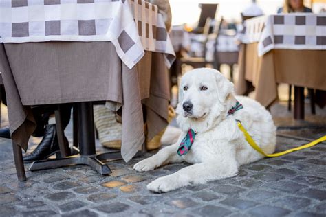 find dog friendly restaurants