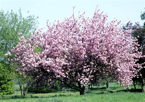 cerisier planter  cultiver ooreka