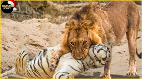 lion  tiger fight