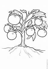 Plant Coloring Pages Tomatoes sketch template