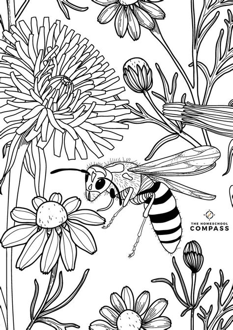 printable insect coloring page homeschool nature study insect