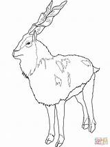 Markhor Coloring Ibex Alpine Color Wild Designlooter Animals Ausmalbilder Supercoloring Goats Goat Pages 19kb 1600px 1200 Drawings Ziege Categories Google sketch template