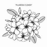 Plumeria Fleur Frangipanier Frangipani Backgrounds Hawaiian Fiore Mazzo Dell Flowernifty sketch template