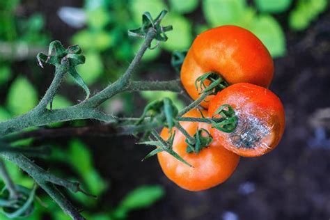 identify  treat common tomato diseases gardeners path