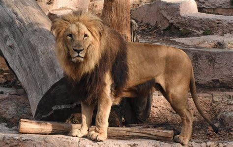 dierentuin barcelona gaat langzaam sluiten