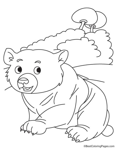 bear cub coloring page   bear cub coloring page  kids
