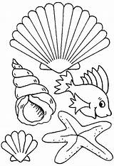 Coloring Pages Shells Sea Shell Seashell Ocean Beach Seashells Kids Print Drawing Colouring Printable Plants Color Animals Creatures Sheets Different sketch template