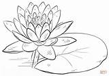 Water Lily Drawing Pad Flower Coloring Super เล อก บ อร Lilies sketch template