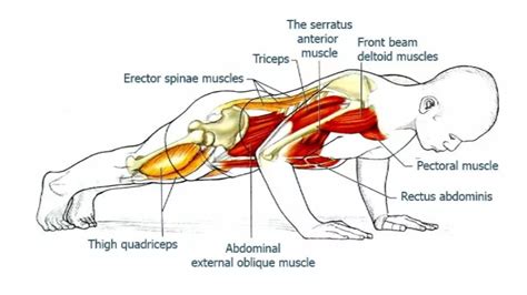 push ups   muscle worked benefit variations