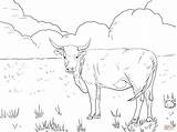 Hereford Cattle Cows Rind Ausmalbild Ausmalbilder Vaca Horned Supercoloring Bull Grazing Imprimir sketch template