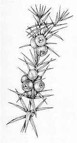 Juniper Juniperus Sprig Communis Berries Lizzie sketch template