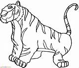 Harimau Mewarnai Tigre Carnivoros Colorear Zoo Tygrysy Herbivoros Marimewarnai Untuk Kolorowanki Tygrys Tigres Kolorowanka Cubs Coloriages Malvorlagen Stampare Disegno Paud sketch template