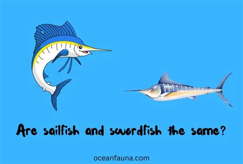 sailfish  swordfish   sailfish  swordfish ocean fauna