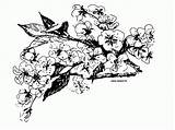 Blossom Cerisier Coloriages Papillon sketch template