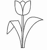 Tulip Tulipe Coloriage Coloriages Clipartmag sketch template