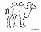 Camel Coloring Pages Camels sketch template