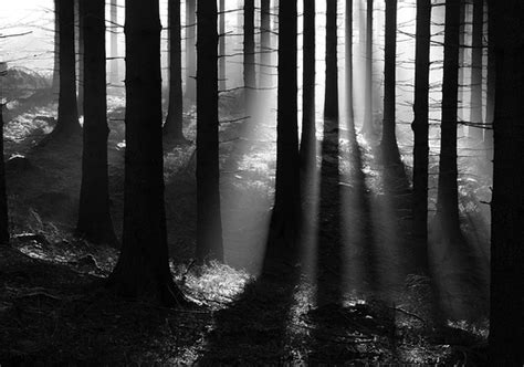 beautiful black and white forest light nature image