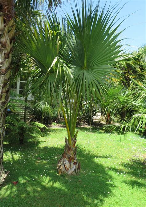 Palms Dwarf Palmetto Palm Sabal Minor