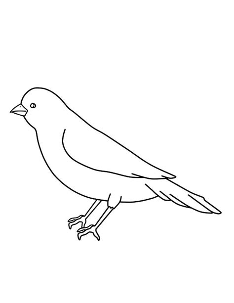 smiling baby canary bird coloring pages  place  color