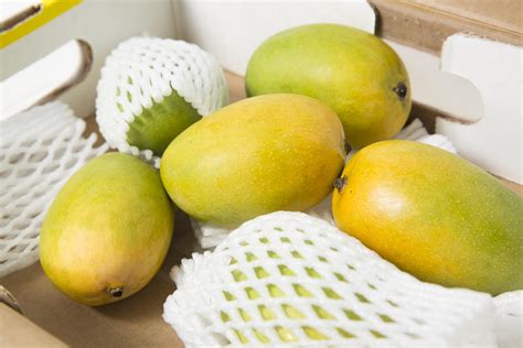 mangoes   world    season kesar  india
