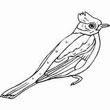 Cardinal Coloring Bird Pages sketch template