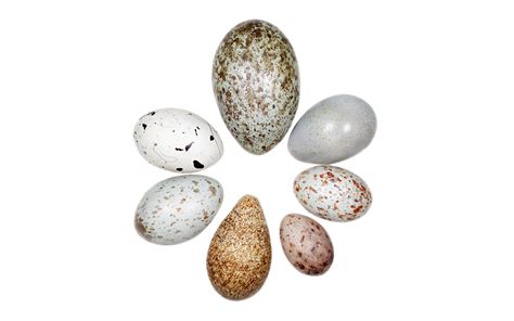 bird eggs california academy  sciences