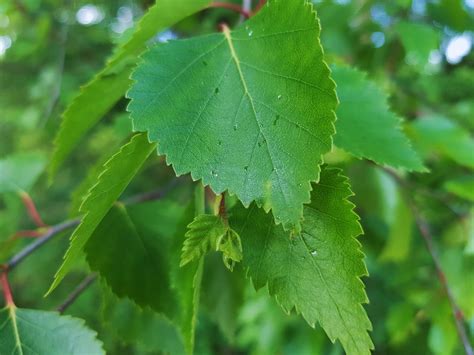 birke pflanzen pflege und arten das gruene archiv