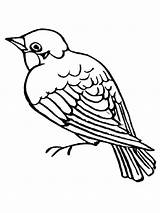 Sparrow Sparrows Template sketch template