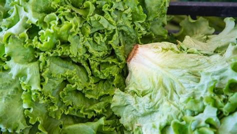 grow iceberg lettuce hydroponics complete explanation