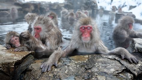 teaching activities for ‘hot springs lower stress in japan s popular