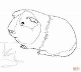 Coloring Guinea Pig Pages Cute Pigs Printable Print Baby Color Animals Animal Ginnie Supercoloring Crafts Sheets Kids Book Nature Select sketch template