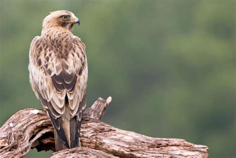 booted eagle  ultimate guide operation migration