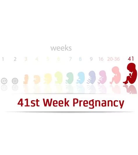 weeks pregnant symptoms tips  baby development