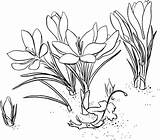 Crocus Coloring Pages sketch template