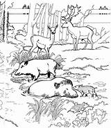 Coloring Warthog Pages Animals Family Color sketch template